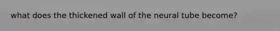 what does the thickened wall of the neural tube become?