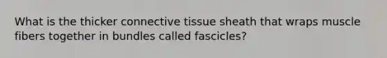 What is the thicker connective tissue sheath that wraps muscle fibers together in bundles called fascicles?