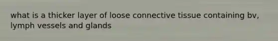 what is a thicker layer of loose connective tissue containing bv, lymph vessels and glands