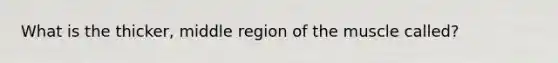 What is the thicker, middle region of the muscle called?