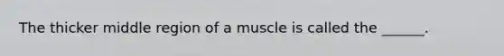 The thicker middle region of a muscle is called the ______.