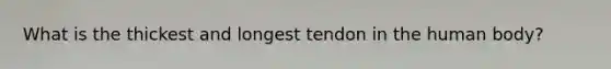 What is the thickest and longest tendon in the human body?