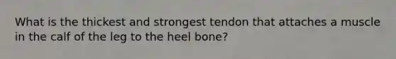 What is the thickest and strongest tendon that attaches a muscle in the calf of the leg to the heel bone?