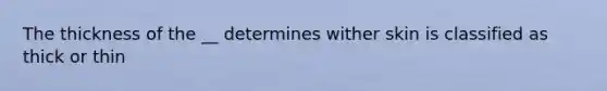 The thickness of the __ determines wither skin is classified as thick or thin