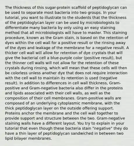 The thickness of this sugar-protein scaffold of peptidoglycan can be used to separate most bacteria into two groups. In your tutorial, you want to illustrate to the students that the thickness of the peptidoglycan layer can be used by microbiologists to differentiate many bacteria by only using an easy staining method that all microbiologists will have to master. This staining procedure, known as the Gram stain, is based on the retention of dyes within the cell wall for a positive result or the rinsing away of the dyes and leakage of the membrane for a negative result. A thicker cell wall will allow for retention of dye crystals that will give the bacterial cell a blue-purple color (positive result), but the thinner cell walls will not allow for the retention of these crystals during rinsing, which will mean that these cells will then be colorless unless another dye that does not require interaction with the cell wall to maintain its retention is used (negative result). In addition to differences in cell wall thickness, Gram-positive and Gram-negative bacteria also differ in the proteins and lipids associated with their cell walls, as well as the composition of their cell membranes. Gram-positive walls are composed of an underlying cytoplasmic membrane, with the thick peptidoglycan layer on the outside offering support. Proteins anchor the membrane and the cell wall together to provide support and structure between the two. Gram-negative staining walls have a different layout. You try to explain in your tutorial that even though these bacteria stain "negative" they do have a thin layer of peptidoglycan sandwiched in between two lipid bilayer membranes.