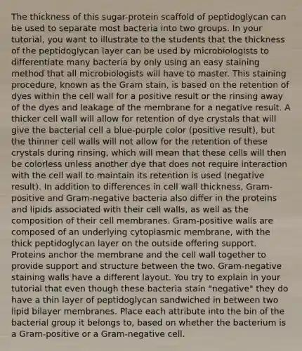 The thickness of this sugar-protein scaffold of peptidoglycan can be used to separate most bacteria into two groups. In your tutorial, you want to illustrate to the students that the thickness of the peptidoglycan layer can be used by microbiologists to differentiate many bacteria by only using an easy staining method that all microbiologists will have to master. This staining procedure, known as the Gram stain, is based on the retention of dyes within the cell wall for a positive result or the rinsing away of the dyes and leakage of the membrane for a negative result. A thicker cell wall will allow for retention of dye crystals that will give the bacterial cell a blue-purple color (positive result), but the thinner cell walls will not allow for the retention of these crystals during rinsing, which will mean that these cells will then be colorless unless another dye that does not require interaction with the cell wall to maintain its retention is used (negative result). In addition to differences in cell wall thickness, Gram-positive and Gram-negative bacteria also differ in the proteins and lipids associated with their cell walls, as well as the composition of their cell membranes. Gram-positive walls are composed of an underlying cytoplasmic membrane, with the thick peptidoglycan layer on the outside offering support. Proteins anchor the membrane and the cell wall together to provide support and structure between the two. Gram-negative staining walls have a different layout. You try to explain in your tutorial that even though these bacteria stain "negative" they do have a thin layer of peptidoglycan sandwiched in between two lipid bilayer membranes. Place each attribute into the bin of the bacterial group it belongs to, based on whether the bacterium is a Gram-positive or a Gram-negative cell.
