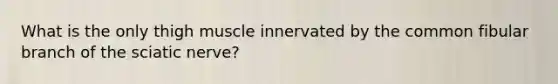 What is the only thigh muscle innervated by the common fibular branch of the sciatic nerve?