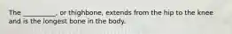 The __________, or thighbone, extends from the hip to the knee and is the longest bone in the body.