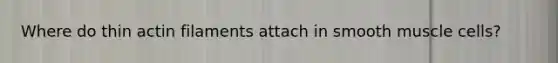 Where do thin actin filaments attach in smooth muscle cells?