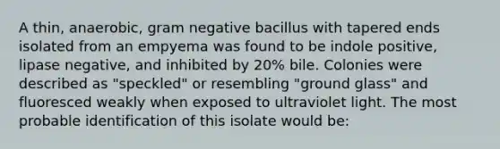 A thin, anaerobic, gram negative bacillus with tapered ends isolated from an empyema was found to be indole positive, lipase negative, and inhibited by 20% bile. Colonies were described as "speckled" or resembling "ground glass" and fluoresced weakly when exposed to ultraviolet light. The most probable identification of this isolate would be: