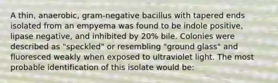 A thin, anaerobic, gram-negative bacillus with tapered ends isolated from an empyema was found to be indole positive, lipase negative, and inhibited by 20% bile. Colonies were described as "speckled" or resembling "ground glass" and fluoresced weakly when exposed to ultraviolet light. The most probable identification of this isolate would be: