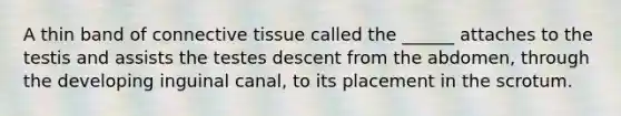 A thin band of connective tissue called the ______ attaches to the testis and assists the testes descent from the abdomen, through the developing inguinal canal, to its placement in the scrotum.