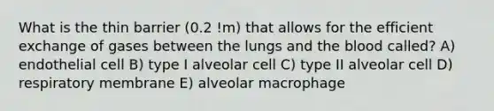 What is the thin barrier (0.2 !m) that allows for the efficient exchange of gases between the lungs and the blood called? A) endothelial cell B) type I alveolar cell C) type II alveolar cell D) respiratory membrane E) alveolar macrophage