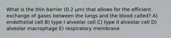 What is the thin barrier (0.2 μm) that allows for the efficient exchange of gases between the lungs and the blood called? A) endothelial cell B) type I alveolar cell C) type II alveolar cell D) alveolar macrophage E) respiratory membrane