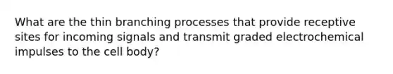 What are the thin branching processes that provide receptive sites for incoming signals and transmit graded electrochemical impulses to the cell body?