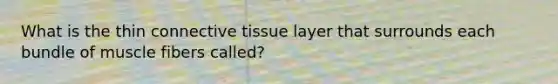 What is the thin connective tissue layer that surrounds each bundle of muscle fibers called?