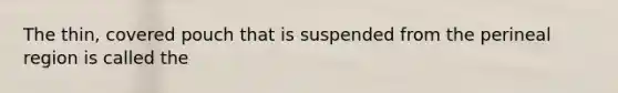 The thin, covered pouch that is suspended from the perineal region is called the