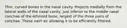 Thin, curved bones in the nasal cavity. Projects medially from the lateral walls of the nasal cavity, just inferior to the middle nasal conchae of the ethmoid bone, largest of the three pairs of conchae. These swirl air allowing it to be efficiently filtered.