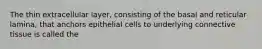 The thin extracellular layer, consisting of the basal and reticular lamina, that anchors epithelial cells to underlying connective tissue is called the