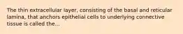 The thin extracellular layer, consisting of the basal and reticular lamina, that anchors epithelial cells to underlying connective tissue is called the...