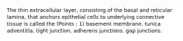 The thin extracellular layer, consisting of the basal and reticular lamina, that anchors epithelial cells to underlying connective tissue is called the (Points : 1) basement membrane. tunica adventitia. tight junction. adherens junctions. gap junctions.