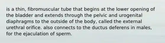 is a thin, fibromuscular tube that begins at the lower opening of the bladder and extends through the pelvic and urogenital diaphragms to the outside of the body, called the external urethral orifice. also connects to the ductus deferens in males, for the ejaculation of sperm.