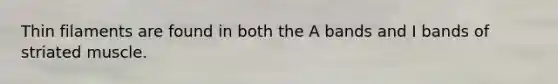Thin filaments are found in both the A bands and I bands of striated muscle.