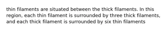 thin filaments are situated between the thick filaments. In this region, each thin filament is surrounded by three thick filaments, and each thick filament is surrounded by six thin filaments