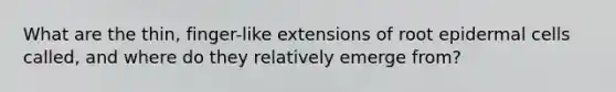 What are the thin, finger-like extensions of root epidermal cells called, and where do they relatively emerge from?