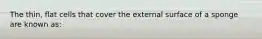 The thin, flat cells that cover the external surface of a sponge are known as: