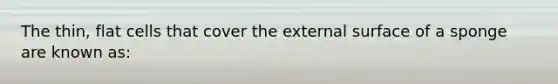 The thin, flat cells that cover the external surface of a sponge are known as: