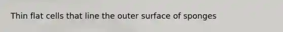 Thin flat cells that line the outer surface of sponges