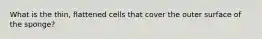 What is the thin, flattened cells that cover the outer surface of the sponge?