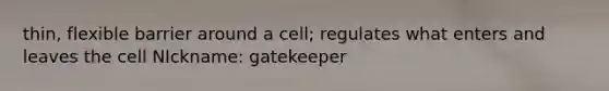 thin, flexible barrier around a cell; regulates what enters and leaves the cell NIckname: gatekeeper