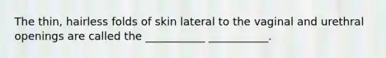 The thin, hairless folds of skin lateral to the vaginal and urethral openings are called the ___________ ___________.