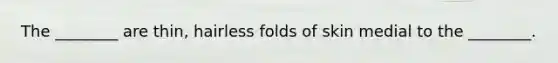 The ________ are thin, hairless folds of skin medial to the ________.