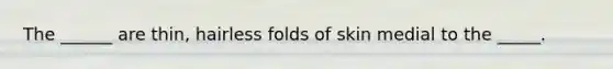 The ______ are thin, hairless folds of skin medial to the _____.