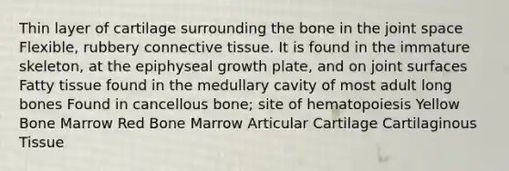 Thin layer of cartilage surrounding the bone in the joint space Flexible, rubbery <a href='https://www.questionai.com/knowledge/kYDr0DHyc8-connective-tissue' class='anchor-knowledge'>connective tissue</a>. It is found in the immature skeleton, at the epiphyseal growth plate, and on joint surfaces Fatty tissue found in the medullary cavity of most adult long bones Found in cancellous bone; site of hematopoiesis Yellow Bone Marrow Red Bone Marrow Articular Cartilage Cartilaginous Tissue