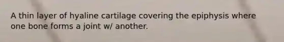A thin layer of hyaline cartilage covering the epiphysis where one bone forms a joint w/ another.