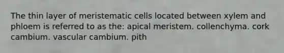 The thin layer of meristematic cells located between xylem and phloem is referred to as the: apical meristem. collenchyma. cork cambium. vascular cambium. pith