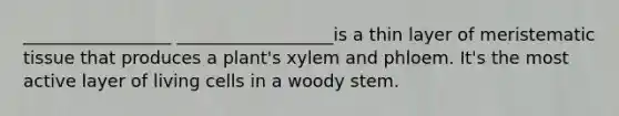 _________________ __________________is a thin layer of meristematic tissue that produces a plant's xylem and phloem. It's the most active layer of living cells in a woody stem.