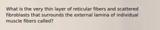 What is the very thin layer of reticular fibers and scattered fibroblasts that surrounds the external lamina of individual muscle fibers called?