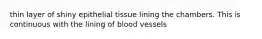 thin layer of shiny epithelial tissue lining the chambers. This is continuous with the lining of blood vessels