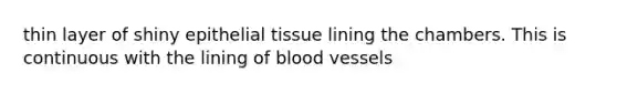 thin layer of shiny epithelial tissue lining the chambers. This is continuous with the lining of blood vessels