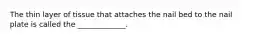 The thin layer of tissue that attaches the nail bed to the nail plate is called the _____________.