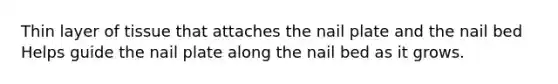Thin layer of tissue that attaches the nail plate and the nail bed Helps guide the nail plate along the nail bed as it grows.