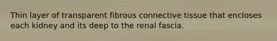 Thin layer of transparent fibrous connective tissue that encloses each kidney and its deep to the renal fascia.