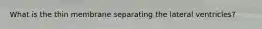 What is the thin membrane separating the lateral ventricles?