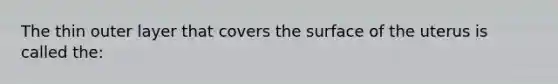 The thin outer layer that covers the surface of the uterus is called the: