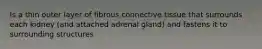 Is a thin outer layer of fibrous connective tissue that surrounds each kidney (and attached adrenal gland) and fastens it to surrounding structures